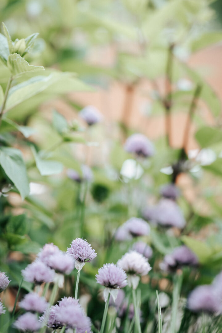 Atelier cueillette, fleurs comestibles dans un pré